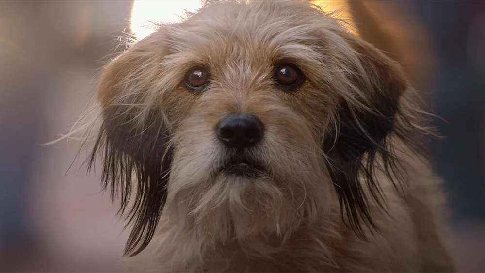 Netflixで観られるおすすめ動物映画10選。癒しと感動の名作